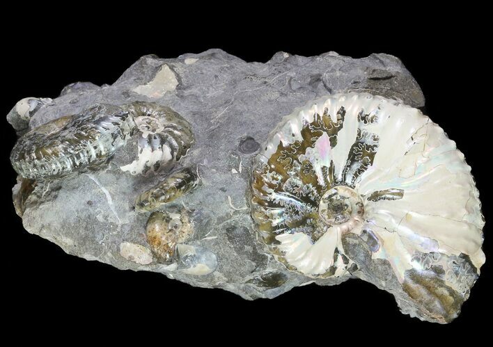 Beautiful Hoploscaphites Ammonite Cluster - South Dakota #73860